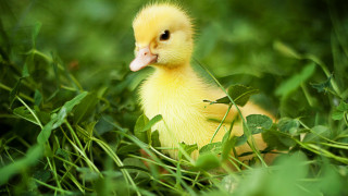 Small yellow duckling grass tongue - sitting free wallpaper