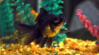 Fish swimming water rocks plants 2 - a fish free wallpaper