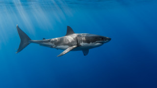 Great white shark swimming ocean 5 - a sunbeam in the background free wallpaper
