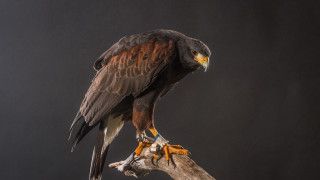 Eagle perched on branch dark - a bird of prey free wallpaper