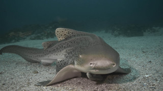 Large fish spotted head ocean - a large fish free wallpaper