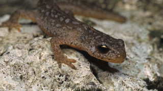 Small lizard rock curious look - curious free wallpaper