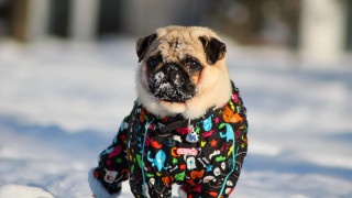 Small dog colorful jacket snow - a leash free wallpaper