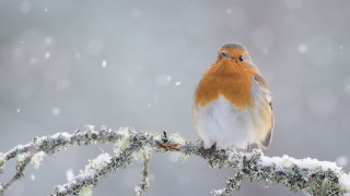 Bird sitting branch snow falling - colin gill free wallpaper