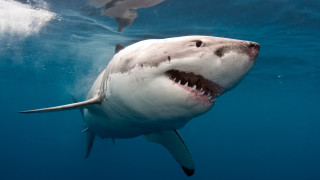 Great white shark swimming ocean 4 - sharp high detail free wallpaper