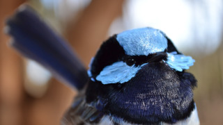 Blue black bird long beak - macro len free wallpaper