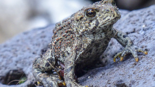 Frog sitting rock bug mouth - a bug free wallpaper