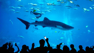 Shark aquarium people taking pictures - fish free wallpaper