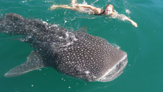 Woman swimming whale ocean man 2 - underwater free wallpaper for desktop