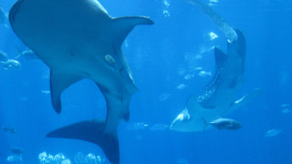 Large shark swimming blue ocean - fish free wallpaper