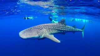 Whale ocean people swimming wetsuit - the background and a man free wallpaper