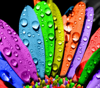 Colorful flower water droplets black 3 - color field free wallpaper for tablet