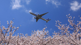 Jetliner blue sky tree flowers - bloom free wallpaper