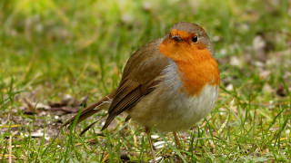 Small bird grass sunlight daytime - the sun light of the day free wallpaper