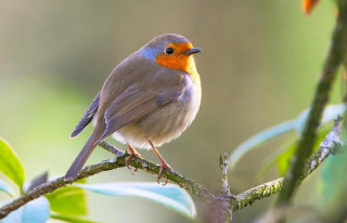 Small bird perched branch tree 6 - a branch in a tree free wallpaper