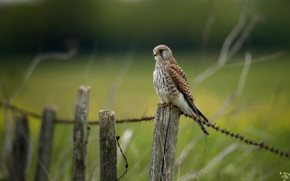 Bird perched fence post grass - figuration libre free wallpaper