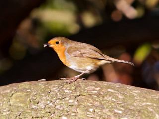 Small bird perched branch sun 2 - a tree branch in the sun free wallpaper