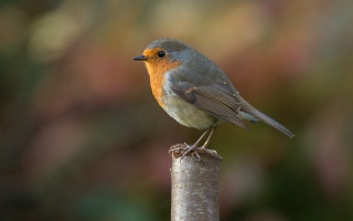 Small bird wooden pole forest - christopher williams free wallpaper