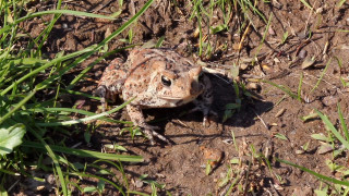 Frog sitting dirt grass sunlight - the sun light free wallpaper