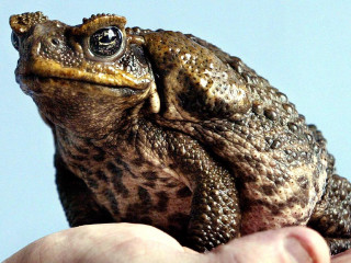 Frog hand blue background person - a frog free wallpaper for desktop