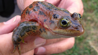 Frog hand green eye brown - someone free wallpaper