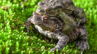 Frogs sitting green plant mossy - mossy free wallpaper for desktop