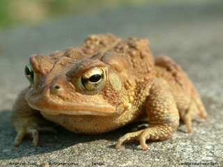 Frog large brown body black - a frog free wallpaper
