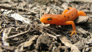 Small orange lizard wood chips - dirt free wallpaper for desktop