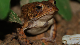 Frog sitting ground plant rock - front view free wallpaper