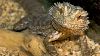 Lizard wood chips smile camera - a lizard free wallpaper