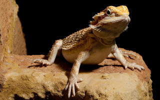 Lizard sitting rock mouth open - a lizard free wallpaper for desktop