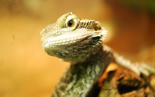 Lizard closeup tree branch blurry - animal free wallpaper for desktop