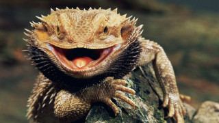 Lizard mouth open tongue out - tooth wide free wallpaper