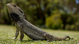Lizard grass sky up blurry - its back leg free wallpaper