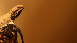 Lizard branch room lightbrown background - brown background free wallpaper
