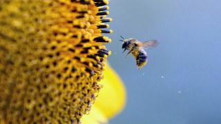 Bee flying sunflower field sunflowers - the flower free wallpaper
