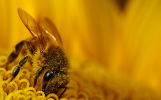 Bee yellow flower black spot - a bee free wallpaper