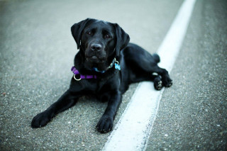 Black dog laying side road - his head on free wallpaper