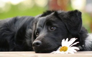 Black dog wooden floor flower 2 - a wooden floor next free wallpaper