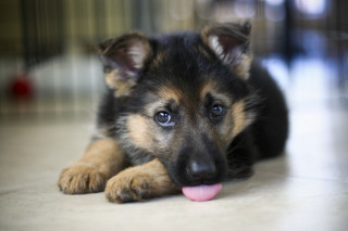 Puppy laying floor tongue out - a puppy free wallpaper