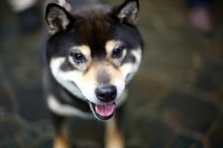 Dog tongue out looking up - chang daichien free wallpaper