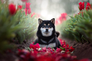 Dog sitting field flowers red - majestic free wallpaper