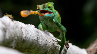 Green yellow lizard fruit branch - a piece of fruit free wallpaper