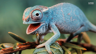 Blue chameleon sitting branch tongue - its tongue free wallpaper