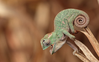 Green chameleon plant stem eyes - its eye free wallpaper