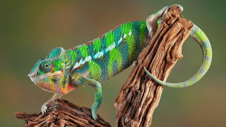 Green blue chameleon sitting branch - a branch of a tree branch free wallpaper