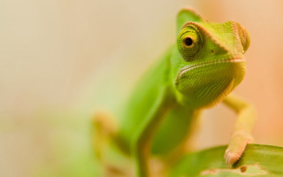 Green lizard sitting leaf sad - a green lizard free wallpaper