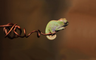 Green chameleon wire brown background - a wire free wallpaper