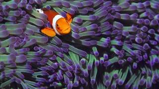 Clown fish hiding purple sea - a clown fish free wallpaper