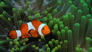 Clown fish hiding green sea 4 - a clown fish free wallpaper